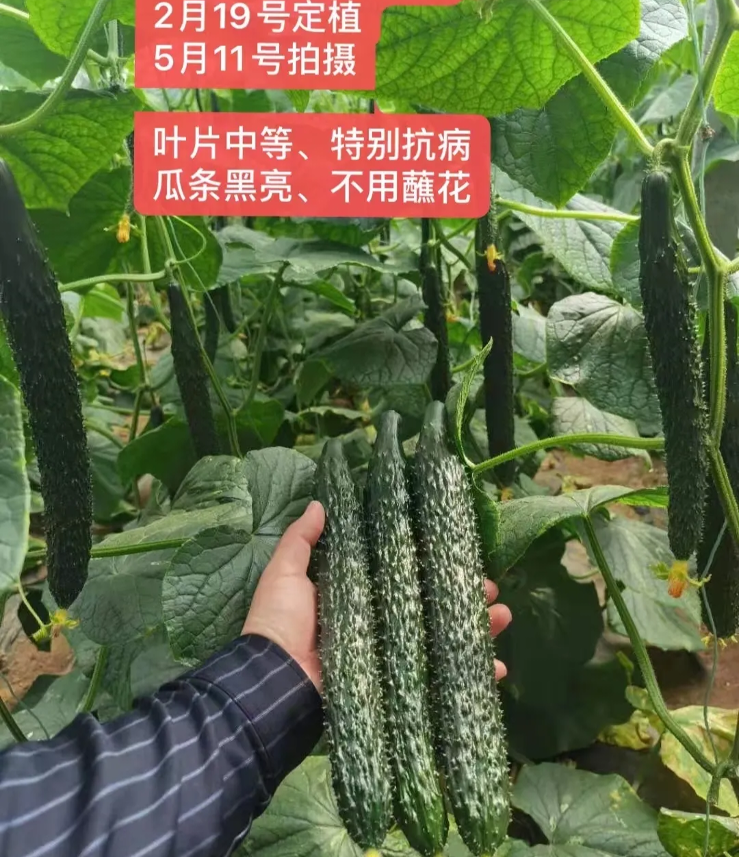 潍坊黄瓜种子（系列）